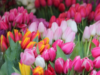 Gratis Tulpen plukken bij Leidsenhage